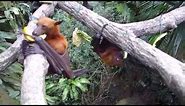 Singapore Zoo - Dog Faced Fruit Bat Eating, February 2014
