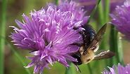 Bee vs Fly: Meet the Flies That Look Like Bees