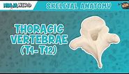Thoracic Vertebrae (T1-T12) Anatomy