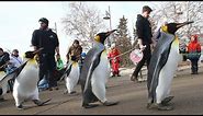 Penguin Walk returns at Calgary Zoo
