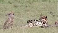 Two Cute Cheetah Cubs Spotted On The Move!
