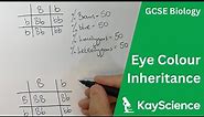 How is Eye Colour Inherited (Bb) - GCSE Biology (9-1) | kayscience.com
