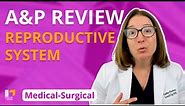 MS Reproductive System: A&P Review