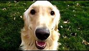 LOVEABLE!! Golden Retriever playing, barking and having fun!