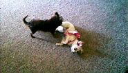 My Two Long-haired Chihuahua/Papillon Mixes Love to Rough Play Together 2