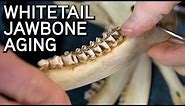 Whitetail Deer Jawbone Aging | Tooth Wear & Replacement
