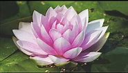 ► 9 Beautiful Lotus Flower Images / Best Water Lily Plant Wallpaper Pictures ◄