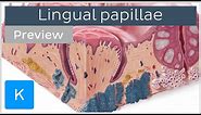 Lingual papillae of the tongue (preview) - Human Anatomy | Kenhub
