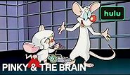 Pinky's Letter To Santa | Pinky And The Brain | Hulu