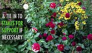 How to Grow Dahlias: The Complete Dahlia Flower Guide