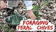 Foraging Wild Chives - Yard Weeds You Can Eat