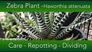 How to Grow The Zebra Plant Succulent - Haworthia attenuata Varieties and Propagation