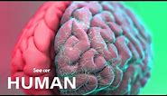 How Exactly Is the Human Brain Organized?