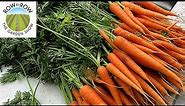 Which Carrot Varieties Will Grow Best in Your Soil Type?