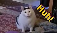 Meme Mèo Huh? là gì và có nguồn gốc từ chú mèo có thật ở đâu?