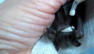 BatWorldSanctuary-Ziggy-An Orphaned Jamaican Fruit Bat