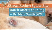 Brown Recluse #SpiderBite - How it Affects Your dog - Dr. Marc Smith DVM