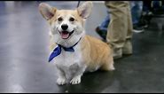 Everything About The Corgi In 60 Seconds