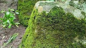 What Moss Can Do To Rocks
