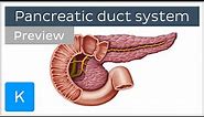 Pancreatic duct system (preview) - Human Anatomy | Kenhub