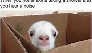 These Goat Memes Are the Greatest of All Time (25 Memes)