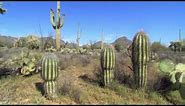 All About Cactus - Plants That Thrive in Deserts
