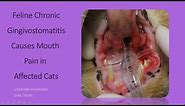 Feline Chronic Gingivostomatitis - a painful gum disease in cats