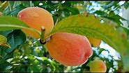 Peach Tree-Time Lapse || How to grow peach
