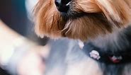 Yorkshire Terrier "Yorkie" | Profiles | THE PET PACT