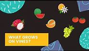Fruits that grow on vines