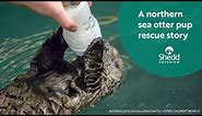 A Northern Sea Otter Pup Rescue Story