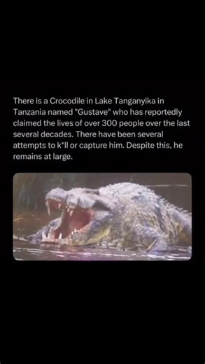 Follow for the Full version 🔞 on Instagram: "Follow @hauntings for more 😈 For years, residents near Lake Tanganyika have spoken of Gustave, a gigantic Nile crocodile blamed for hundreds of attacks on fishermen and villagers. Estimated to be over 18 feet long, he has evaded every effort to capture or kill him, even after being shot in the past. After briefly resurfacing during a 2008 documentary, Gustave disappeared again, leaving his fate unknown and his legend alive beneath the lake’s dark wa