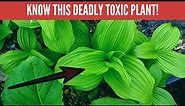 Foragers cause spike in Poison Control emergencies! False Hellibore