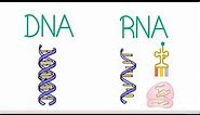 The Difference Between DNA and RNA
