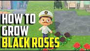 How to Grow Black Roses | Black Roses ACNH | Animal Crossing New Horizons Black Roses | Black Roses