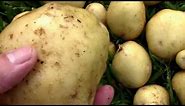 Grow Bag Potato Harvest and Reveal - Yucon Gold.