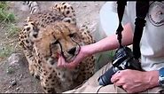 Bonding with Bullet the Cheetah