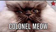 Colonel Meow's Diaries: A Rise to Power