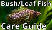 Leopard Bush/Leaf Fish Care Guide