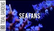 Gorgonian Sea Fan Corals