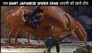 Giant Japanese spider crab attack : can a japanese spider crab kill you?