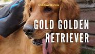 24 Cool Gold Golden Retriever Dog Breed Profile Facts - DogDwell