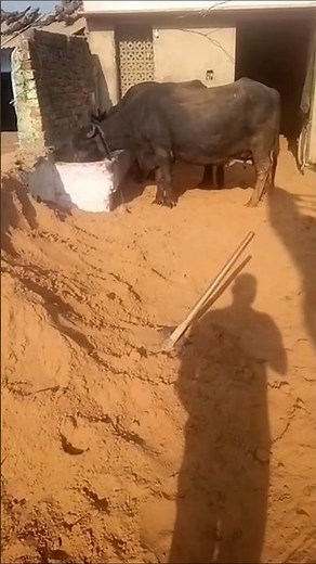 how to start dairy farm?