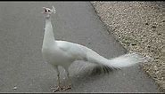 White Peacock Call