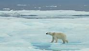 A polar bear attempting to camouflage despite melting ice caps