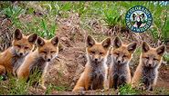 "Livin' the Wildlife" Red Fox