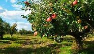 Apple Production and Variety Recommendations for the Utah Home Garden