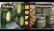 Hops: How to harvest, process, and store hops