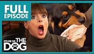 Rottweiler Bite Attack During Training | Full Episode | It's Me or The Dog