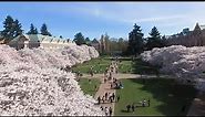 UW Cherry Blossom Cam (facing west from Miller Hall)
